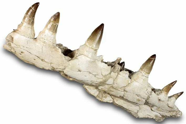 Mosasaur (Prognathodon) Jaw with Seven Teeth - Morocco #259677